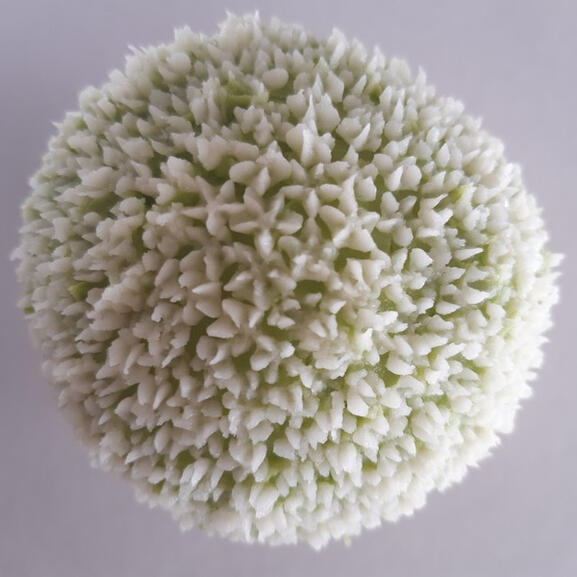 White Allium Cupcake Flower